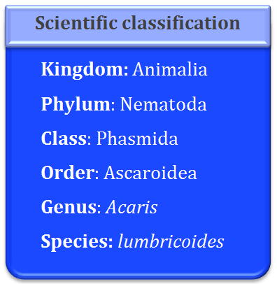 acari lumbricoidess classification, phylum nematoda, class phasmida, order ascaroidea, genus ascaris, species, lumbricoides